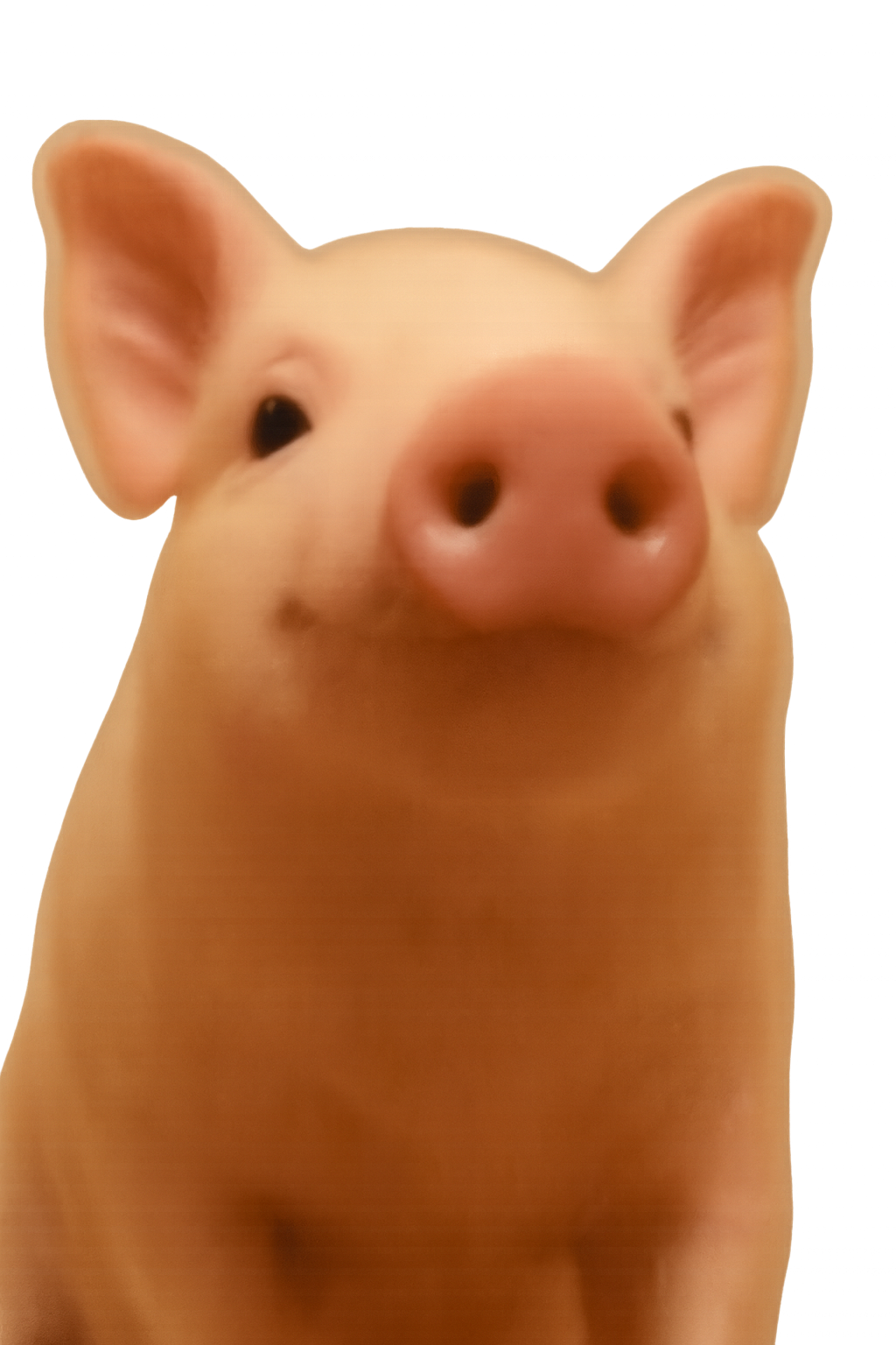 Pig closed